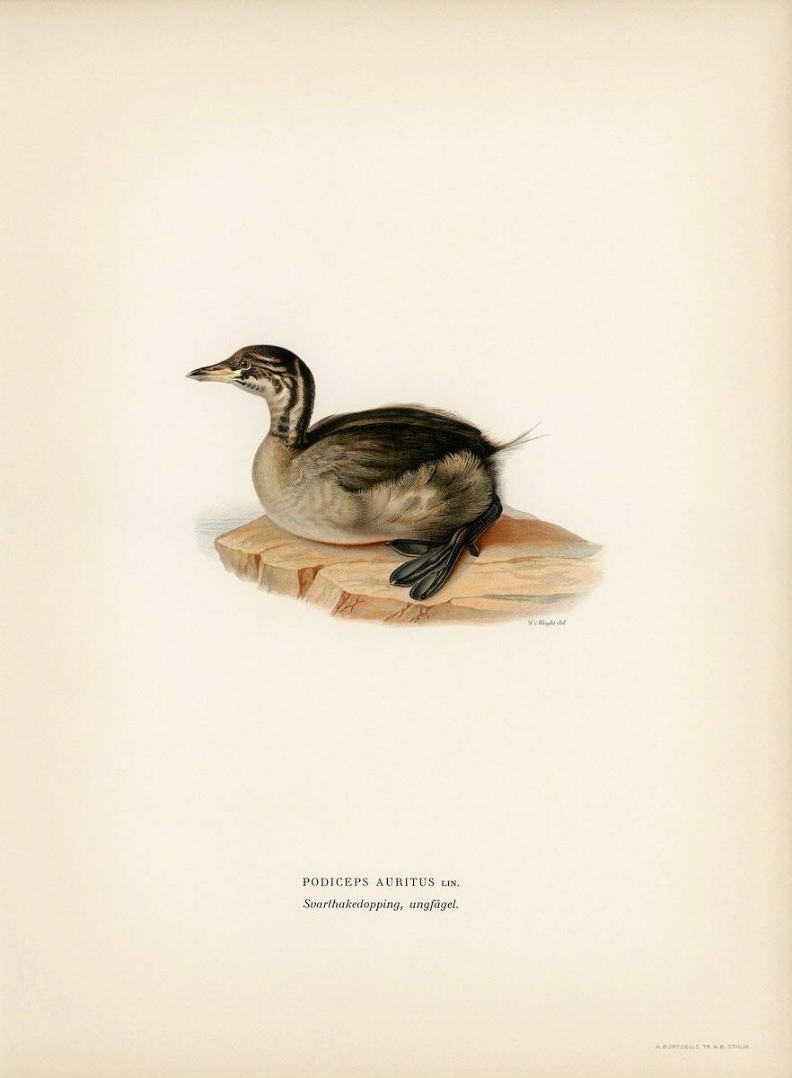 Young horned grebe (PODICEPS AURITUS) illustrated by the von Wright brothers. Digitally enhanced from our own 1929 folio version of Svenska Fåglar Efter Naturen Och Pa Sten Ritade.